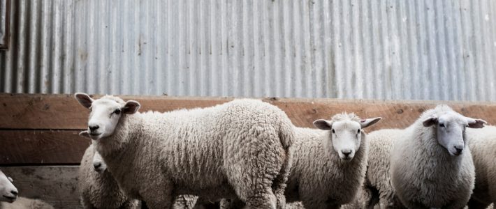 Happy Lambs Are Healthy Lambs